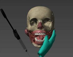 人体模型最新爆料视频,科技与艺术的完美融合  第2张